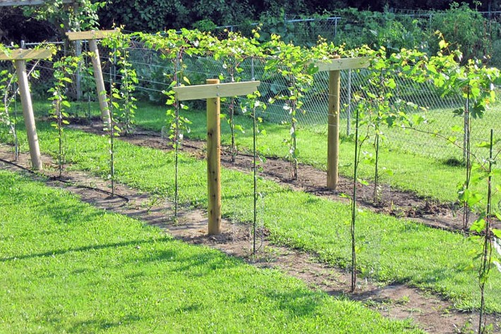 Сложно ли сделать виноградник на участке? на сайте Недвио - «Сад и огород»
