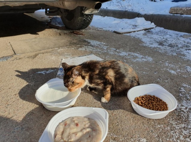 Как помочь бездомным кошкам зимой - «Советы Хозяйке»