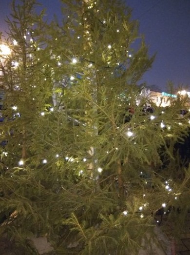 Куда сдать новогоднюю ёлку в Киеве - «Советы Хозяйке»