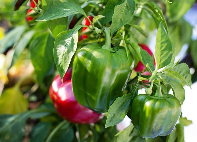 Чем подкормить перцы в августе 2022 года - «Сад и огород»