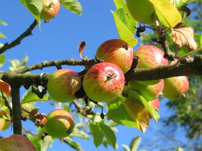 Обрезка яблони в августе 2022 года - «Сад и огород»
