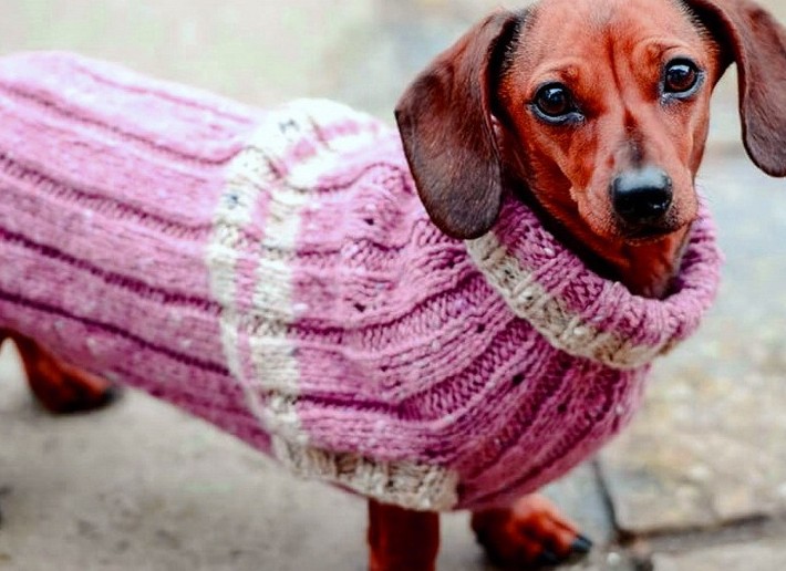 Одежда для собак без шитья - «Поделки»
