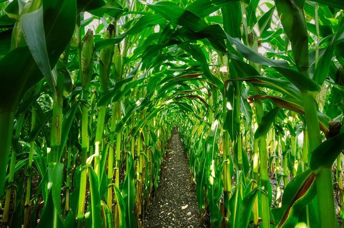 Посадка кукурузы в апреле 2022 года - «Сад и огород»