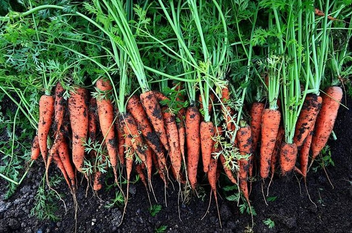 Посадка моркови в июле 2022 года - «Сад и огород»