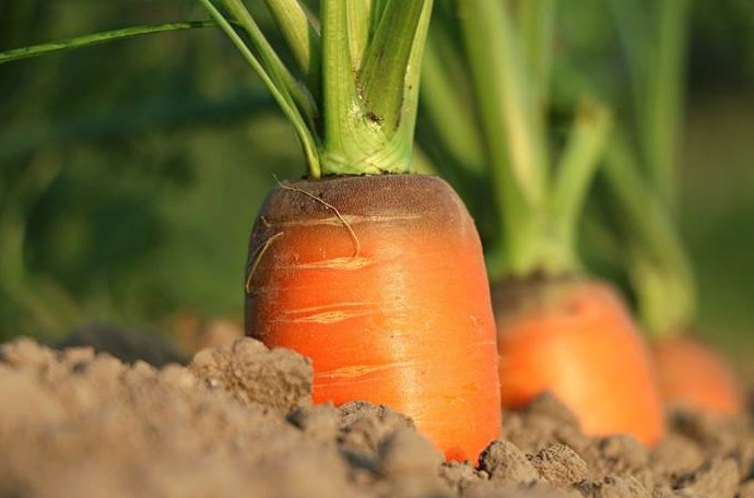 Посадка моркови в мае 2022 года - «Сад и огород»
