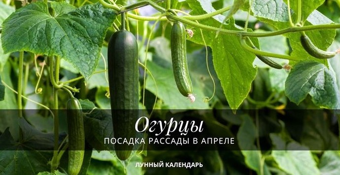Посадка огурцов в апреле 2022 года - «Сад и огород»