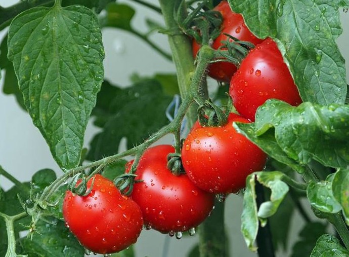Посадка помидор в мае 2022 года - «Сад и огород»