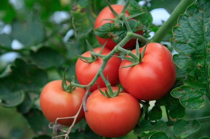 Посадка помидоров в феврале 2022 года - «Сад и огород»