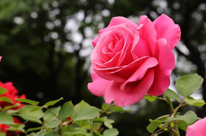 Посадка роз в июне - «Сад и огород»