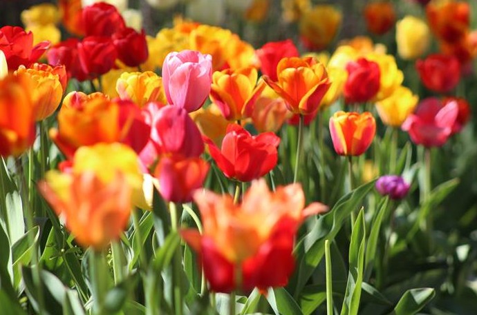Посадка тюльпанов в марте 2023 года - «Сад и огород»