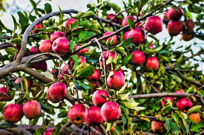 Посадка яблони в мае 2023 года - «Сад и огород»